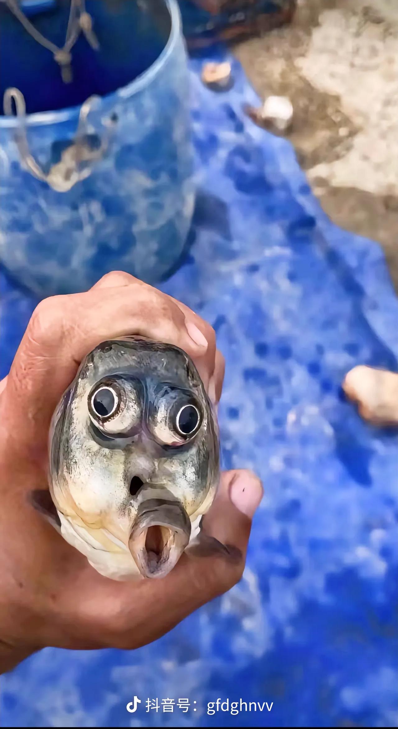 你有没有钓获什么奇怪的鱼，就比如这样的鲫鱼，俗称：看着我三秒还不笑就算你赢鱼。