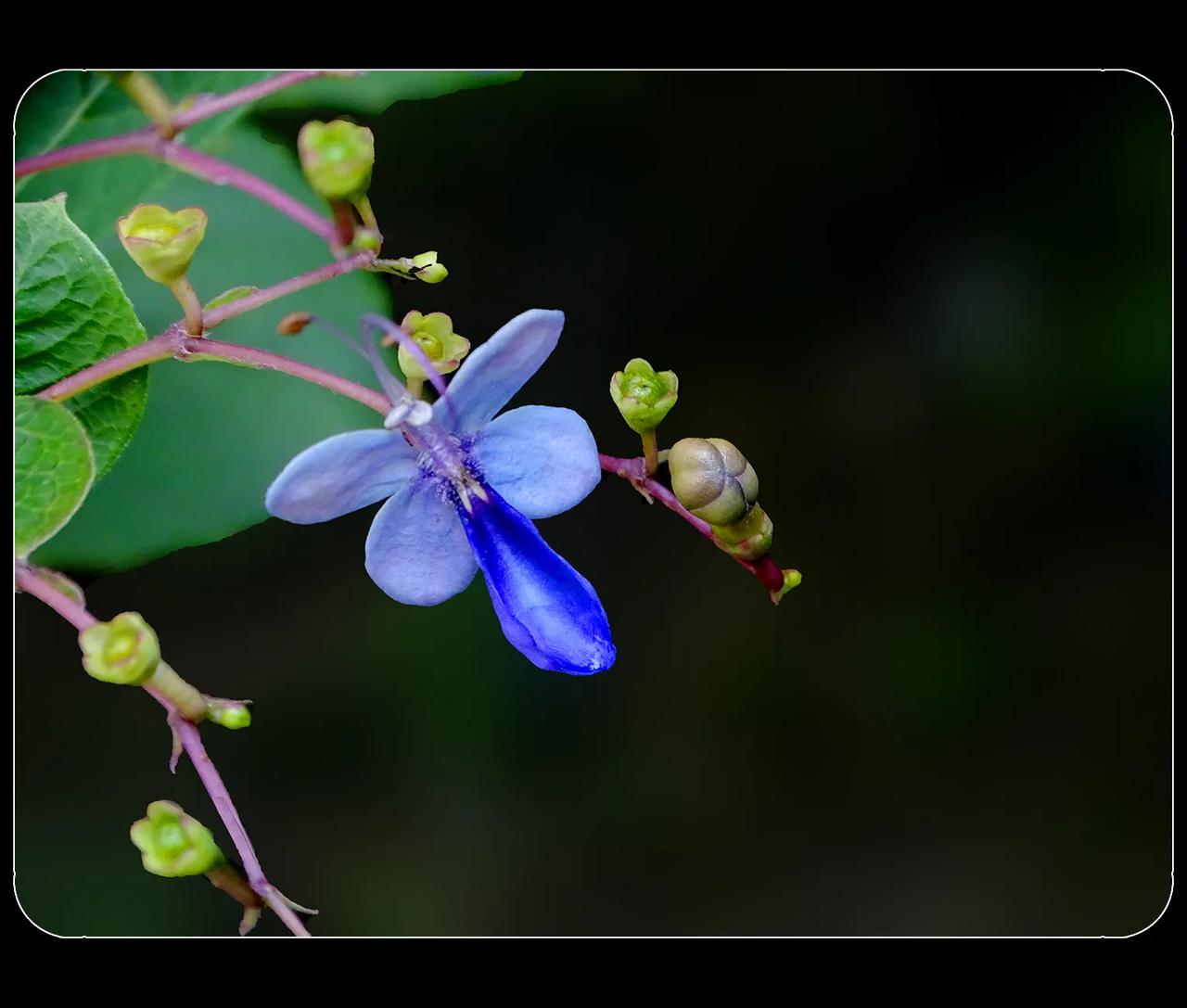 《“蓝蝴蝶”是朵花》
蓝蝴蝶，是唇形科、三对节属灌木或小乔木。蓝蝴蝶花型奇特，太