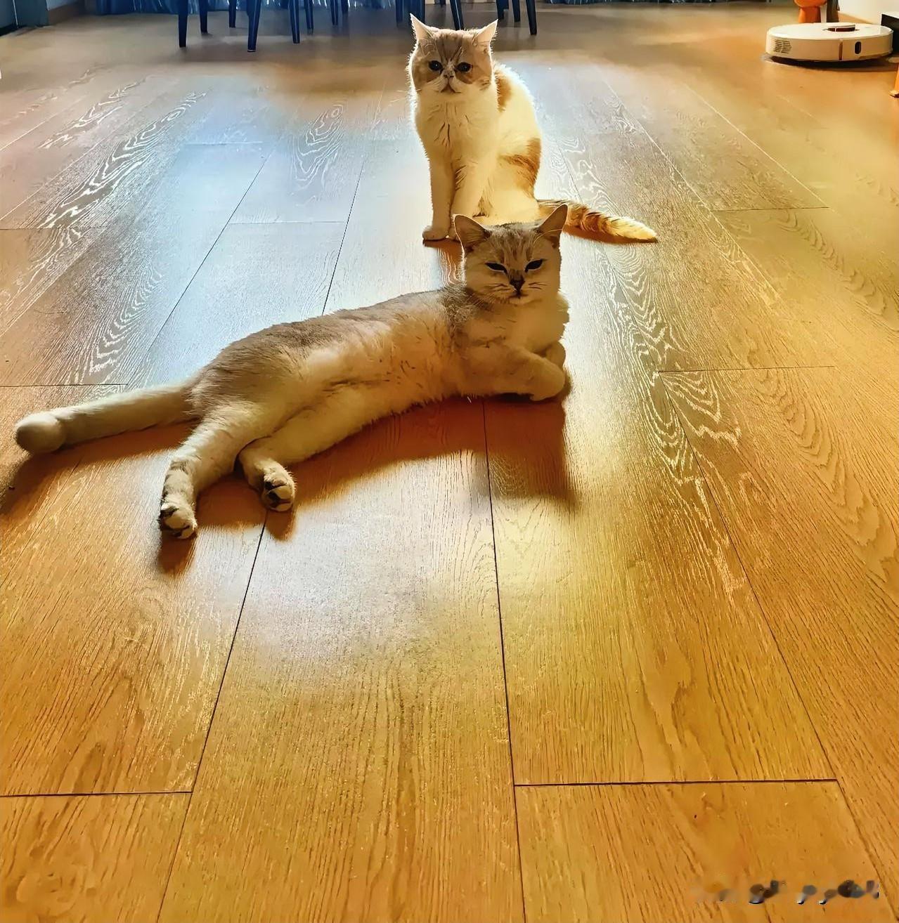 这大概就是传说中的“猫式风水局”吧，一躺一坐镇守全屋，保证家里招财又进宝[奸笑]