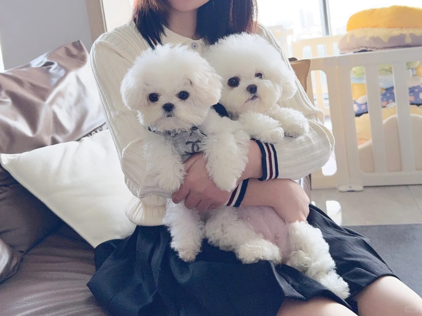 韩系小体比熊｜母女相见🥰