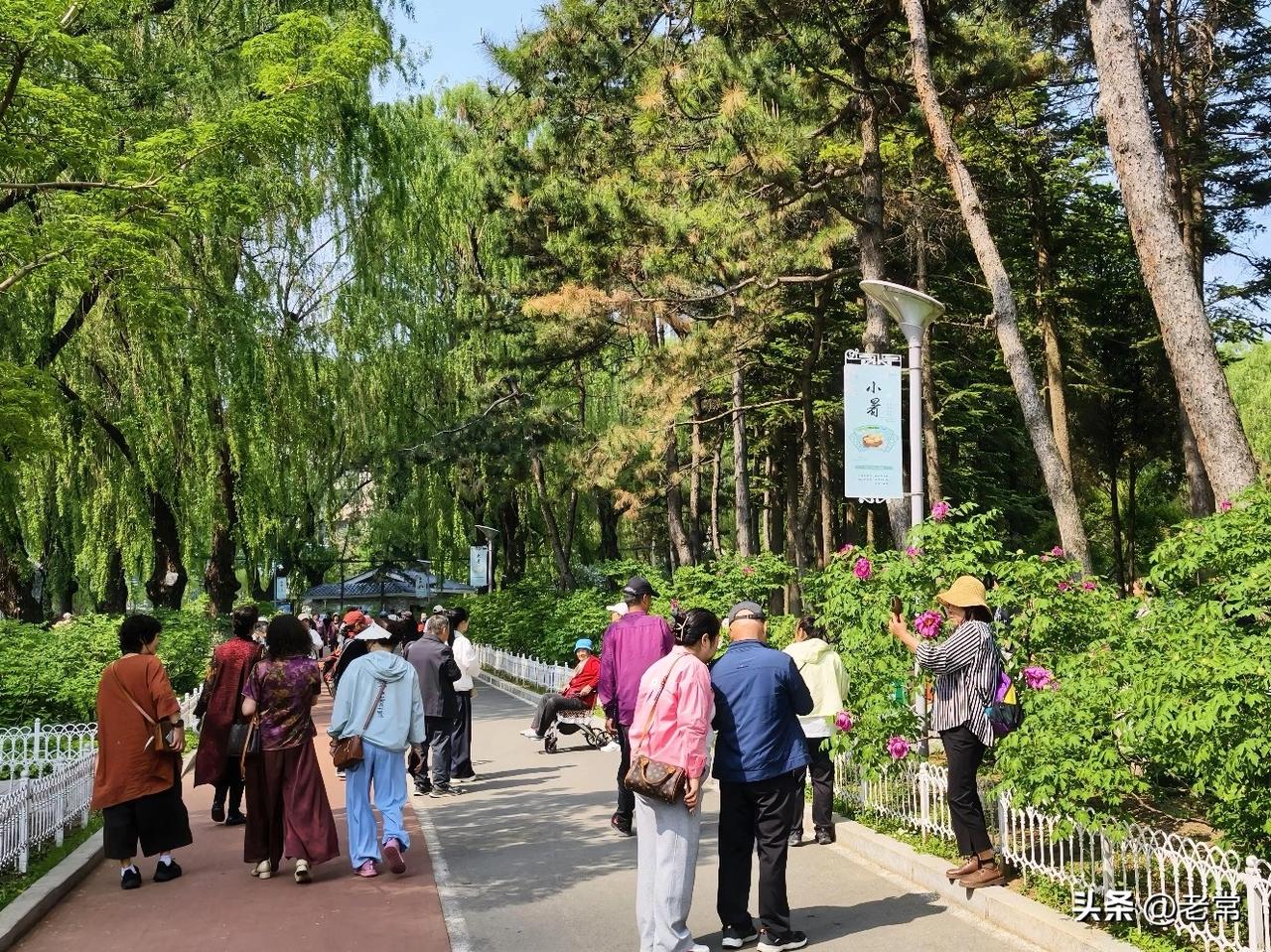 长春牡丹园随手拍。
打卡拍照的人很多，大家记得一定要文明赏花，不要用手去摘花。