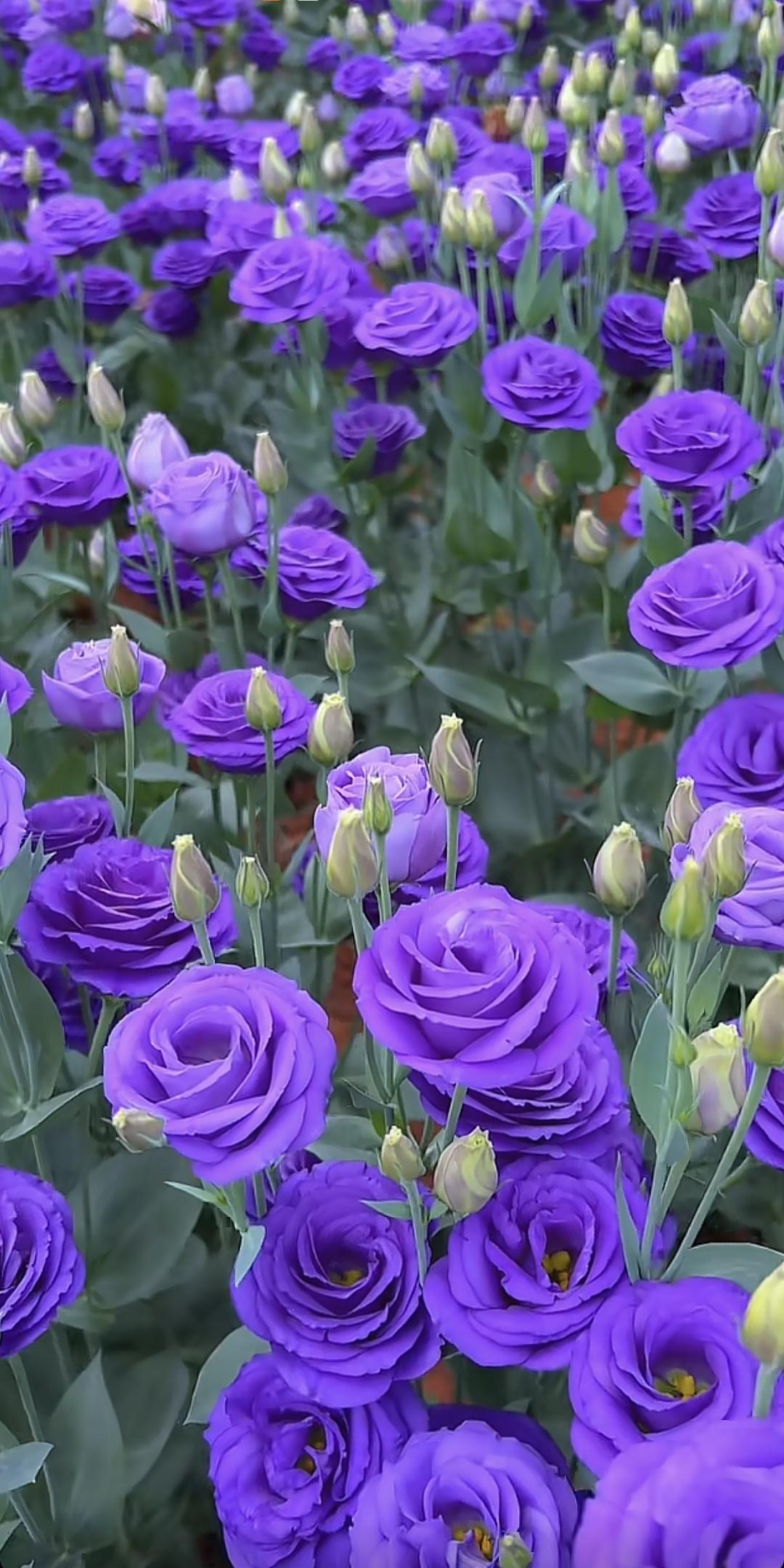 花海之美，着实能治愈人心。阳春三月，重庆江津区永兴镇近万亩油菜花竞相绽放，一片金