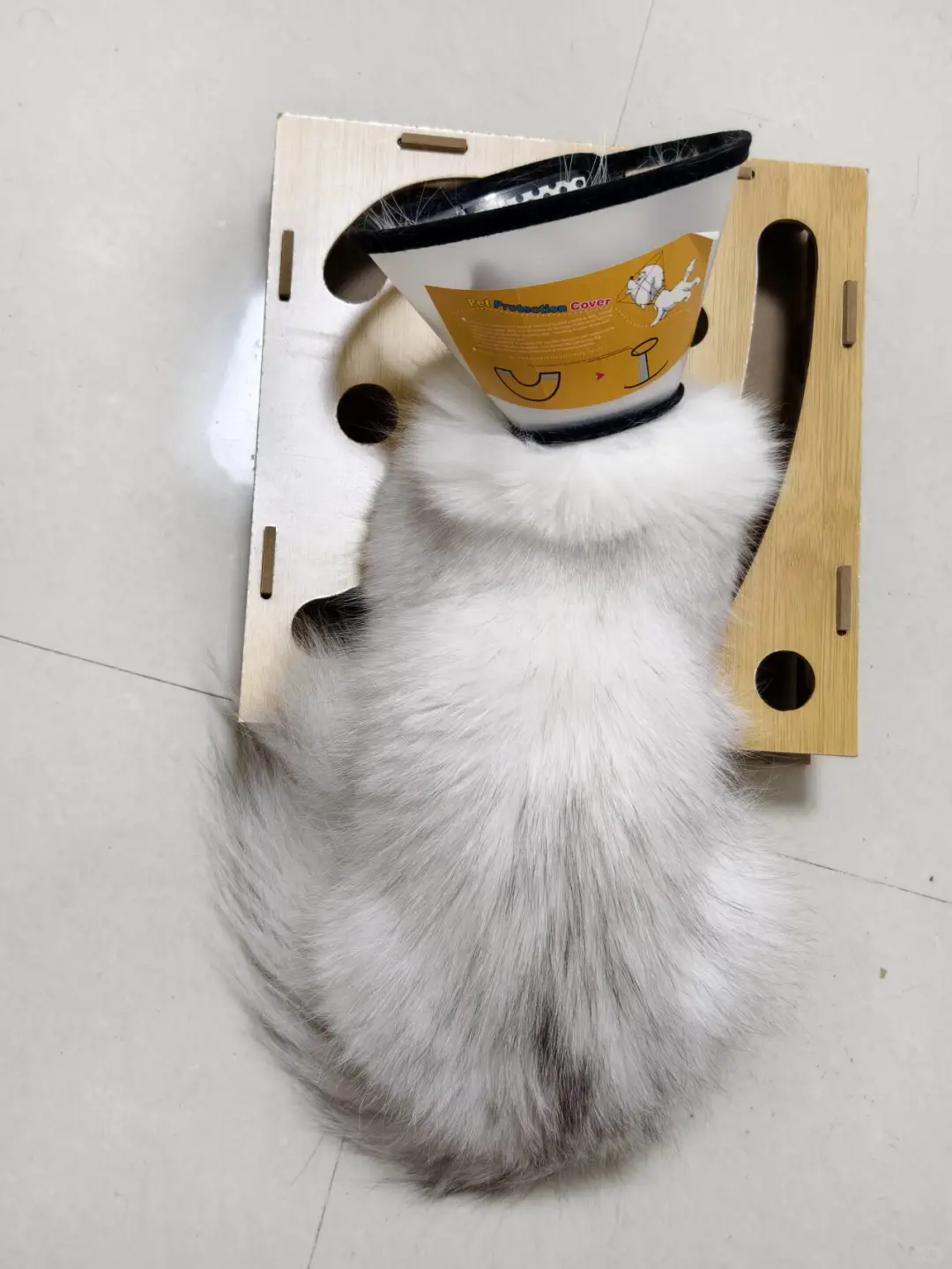 小猫很喜欢这个玩具呀