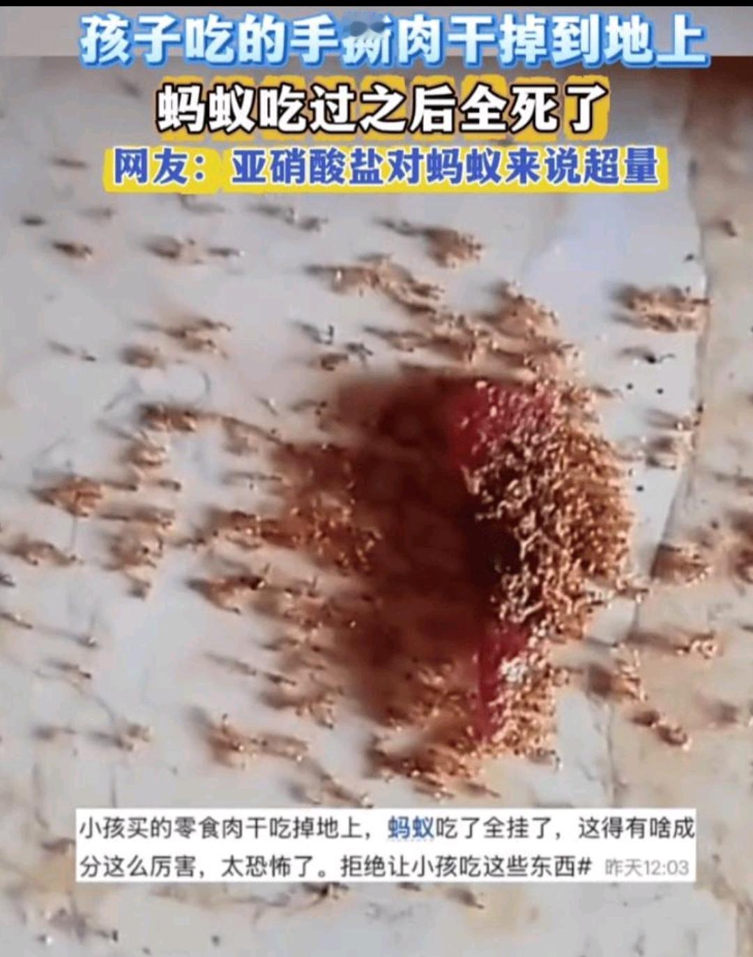 蚂蚁太弱了，肉干落地蚂蚁误食全数死亡，零食安全敲响警钟，一块日常给孩子吃的肉干不