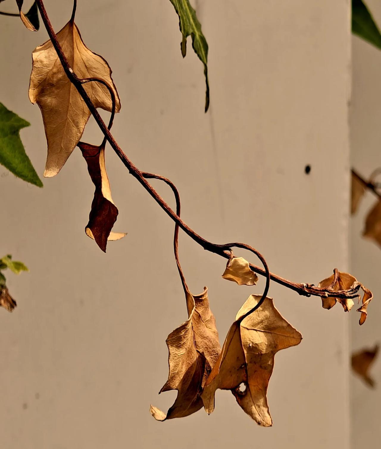春天的枯叶🍂