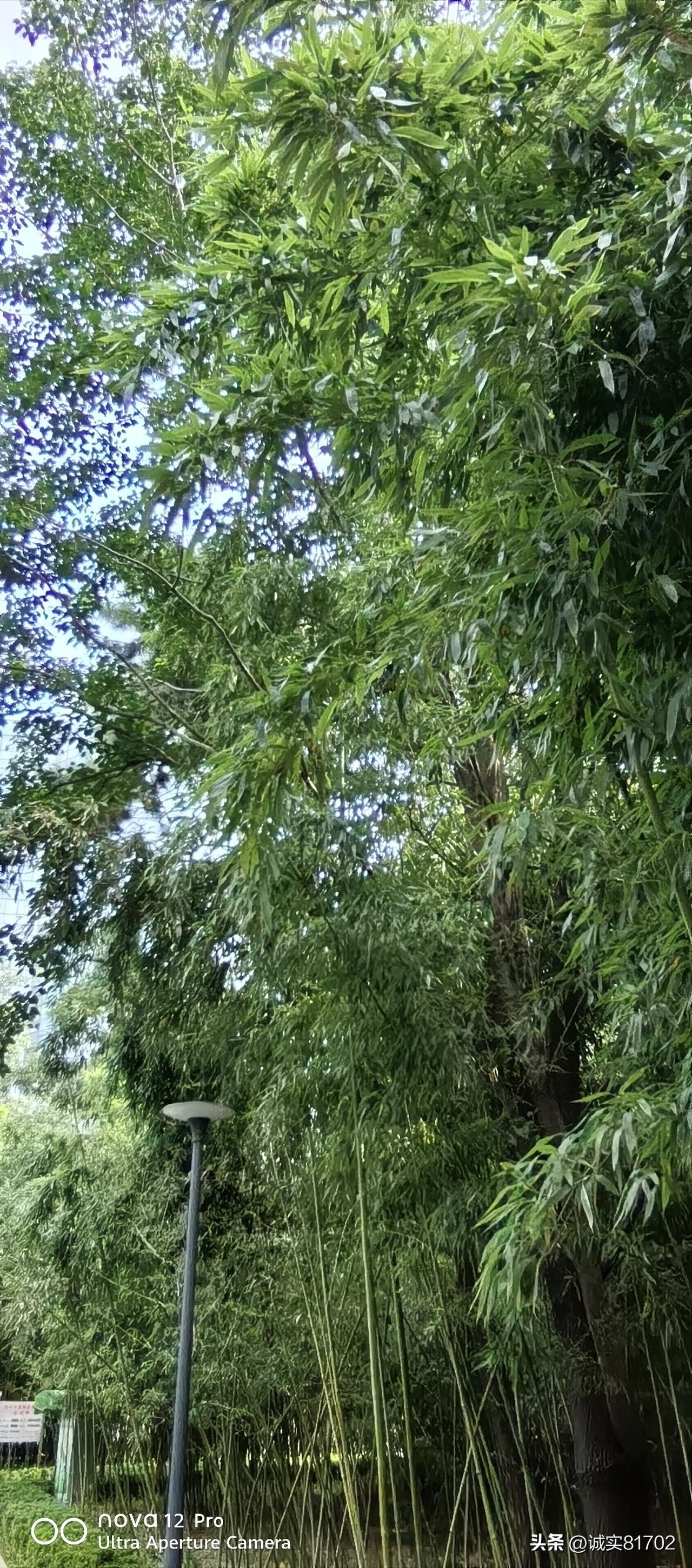 晒图笔记大赛，晒出生活诗意！夏日的风，带着丝丝缕缕凉意，心里倍感愉悦。