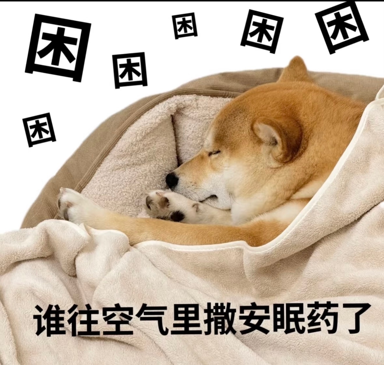 一到周末，感觉自己昏睡过去！根本睡不醒！不过貌似晚上比较活跃