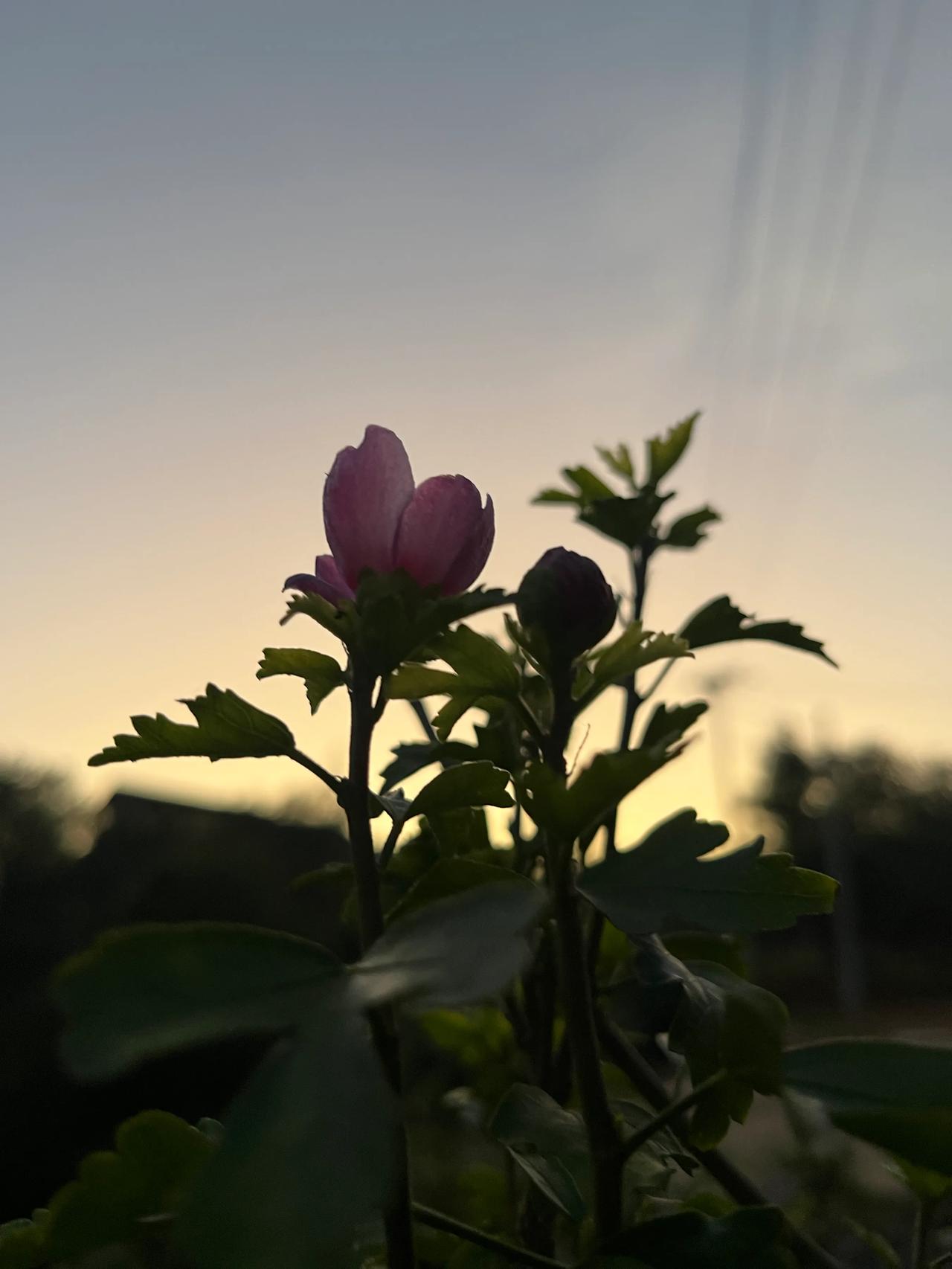 夜暮群山静
秋深木槿红  
星寒香冷桂  
雏菊露凝浓