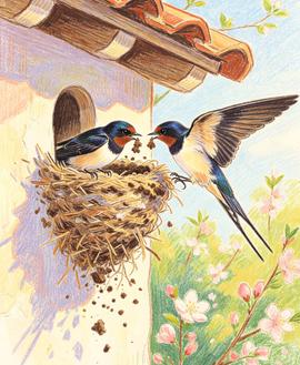 富贵人家很少见燕子窝，老辈人早有言：燕子飞入你家搭窝，其实是在提醒你这三件事。首