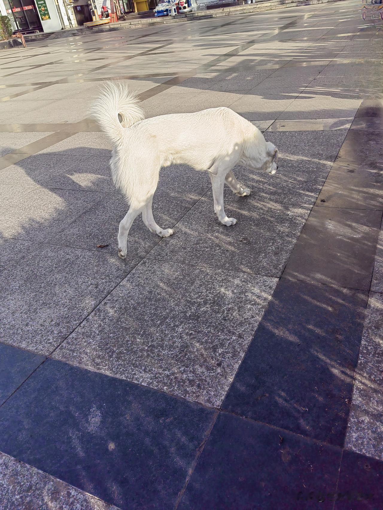 我没有养过狗。对狗狗🐕说不上不喜欢，也说不上不喜欢。别人养狗，我不支持也不反对