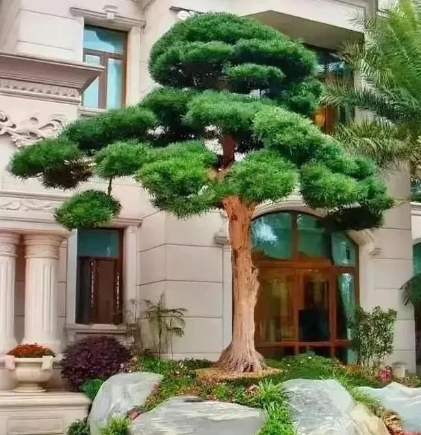 你家屋顶的太阳能板，砸断了我精心养护两年的罗汉松，这账该怎么算？🤔

一场夜间