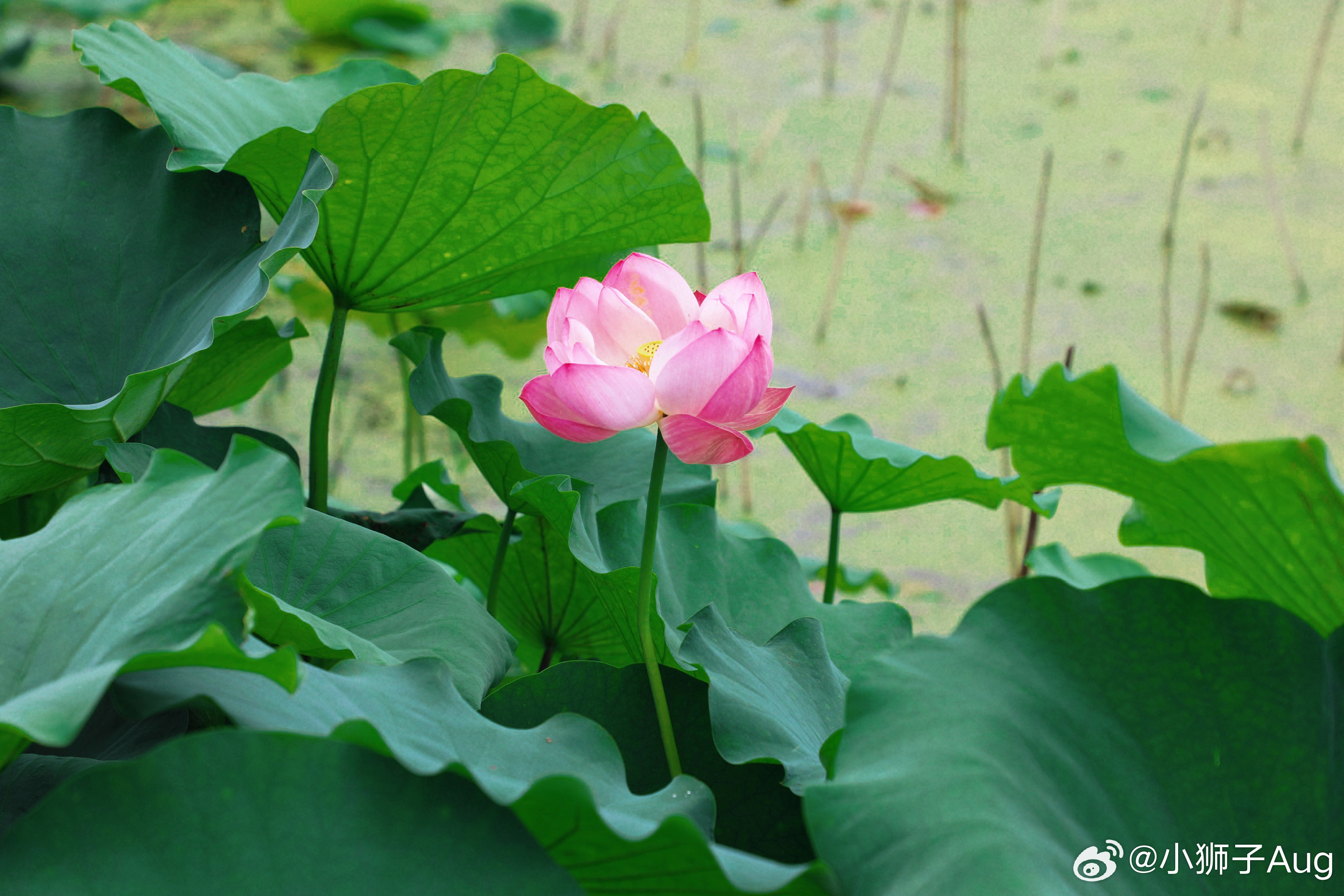 生活手记来赏荷花吗🪷想在这个夏天，送你一朵“好运莲莲” 