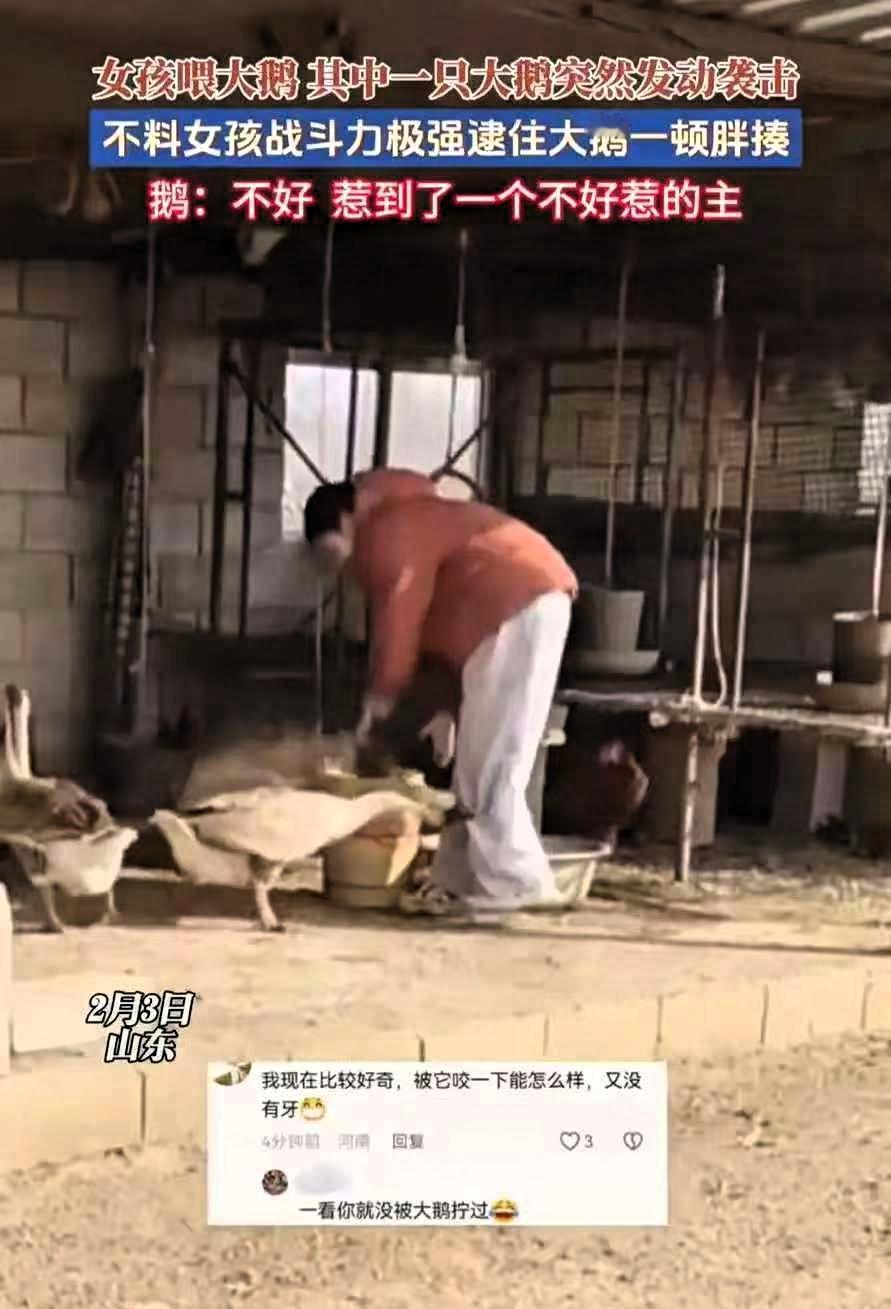 山东，一大学生放假回家，帮家里喂大鹅时，一只大鹅突然对女生发动袭击
女生沉着应对