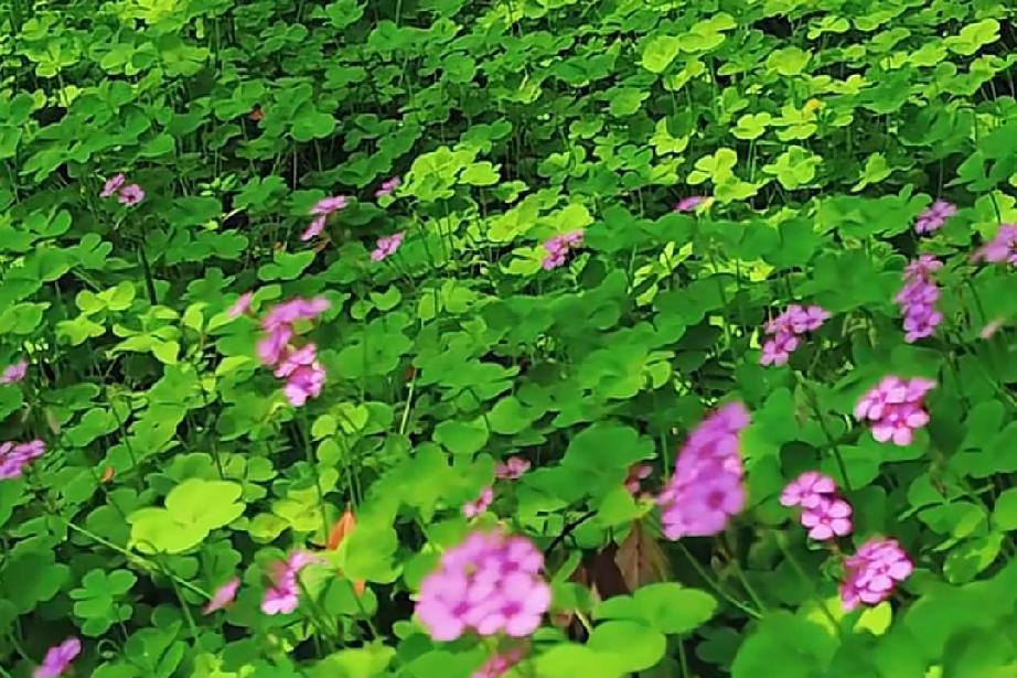 男人如果在一段感情里没有付出。

那么分开的时候，他是不痛的。

因为在这段感情