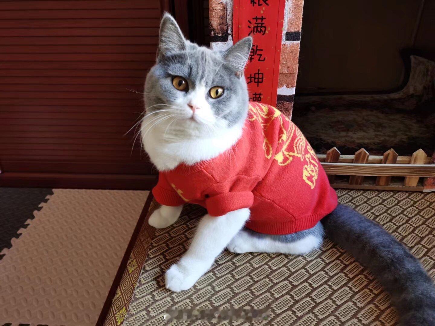 宠物饺子年夜饭订单增长近480% 今年过年，我给我的猫咪准备了一顿特别的年夜饭。