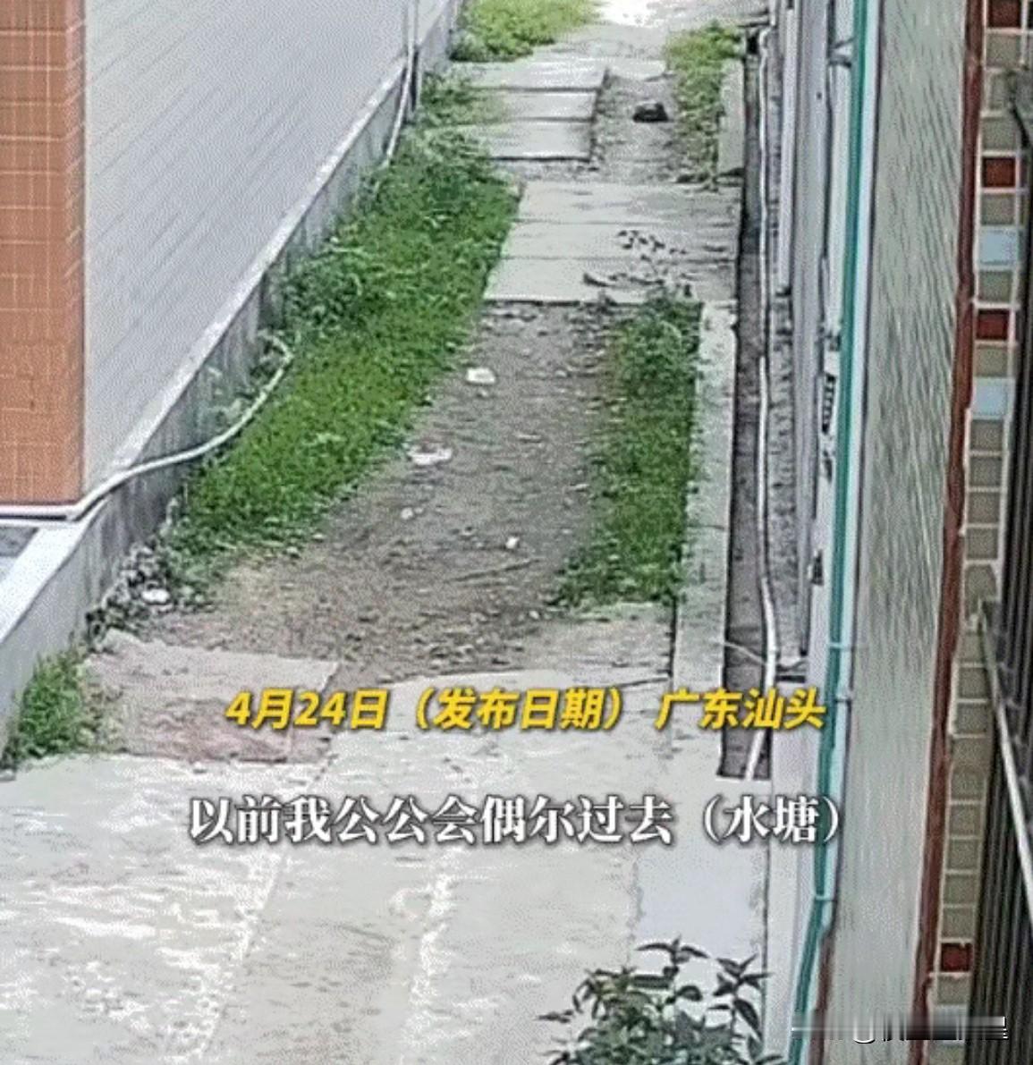 谁懂啊！乌龟真的会记住对它好的人！

刷到汕头一件超治愈的小事，直接被小动物的灵