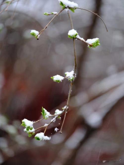 七律   春雪

漫空轻絮落无声，误把春寒作玉英。
万树花苞凝雅韵，千条杨柳裹冰