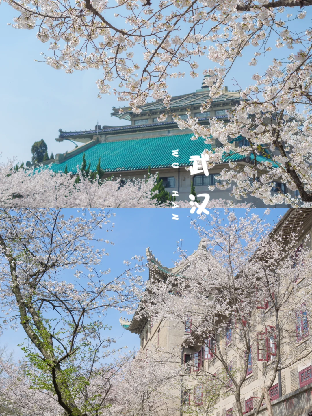 春天的影像诗丨武汉樱花🌸