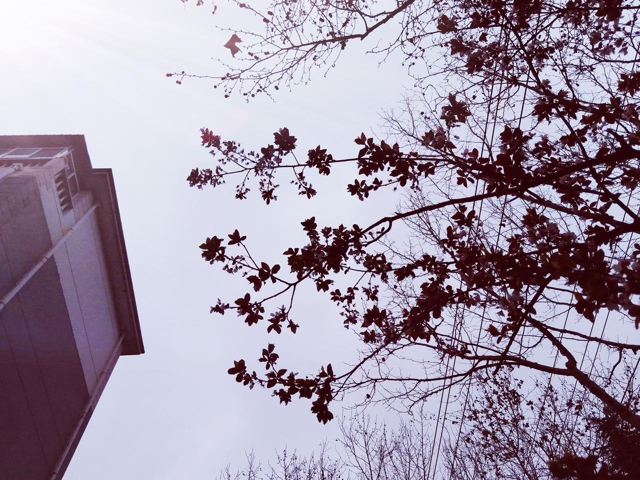 分享一张你最近拍的花