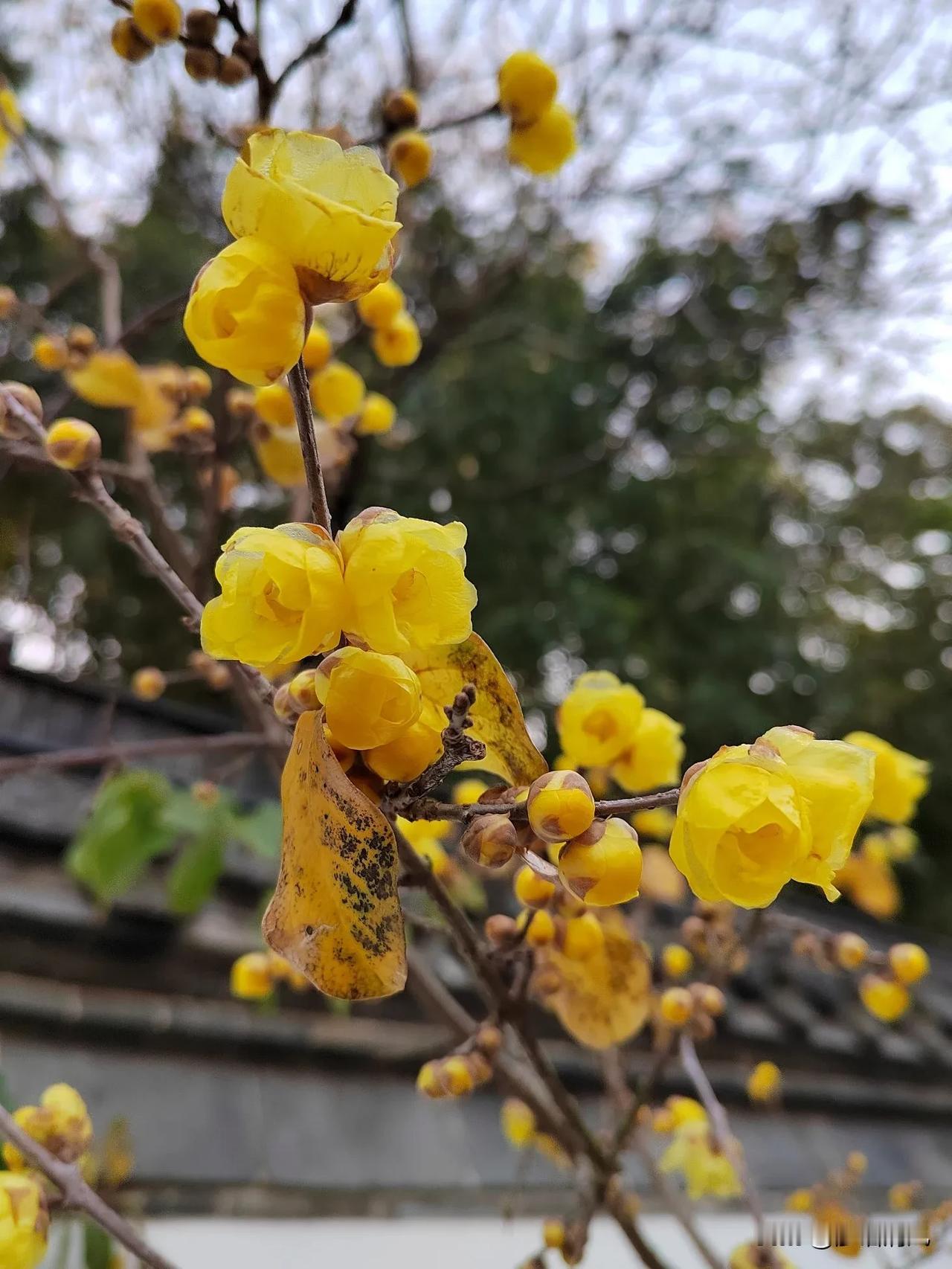 扬州瘦西湖又要迎来 “ 金花烂漫 ”季了！蜡梅越开越多，越开越盛了，转眼间盛花期