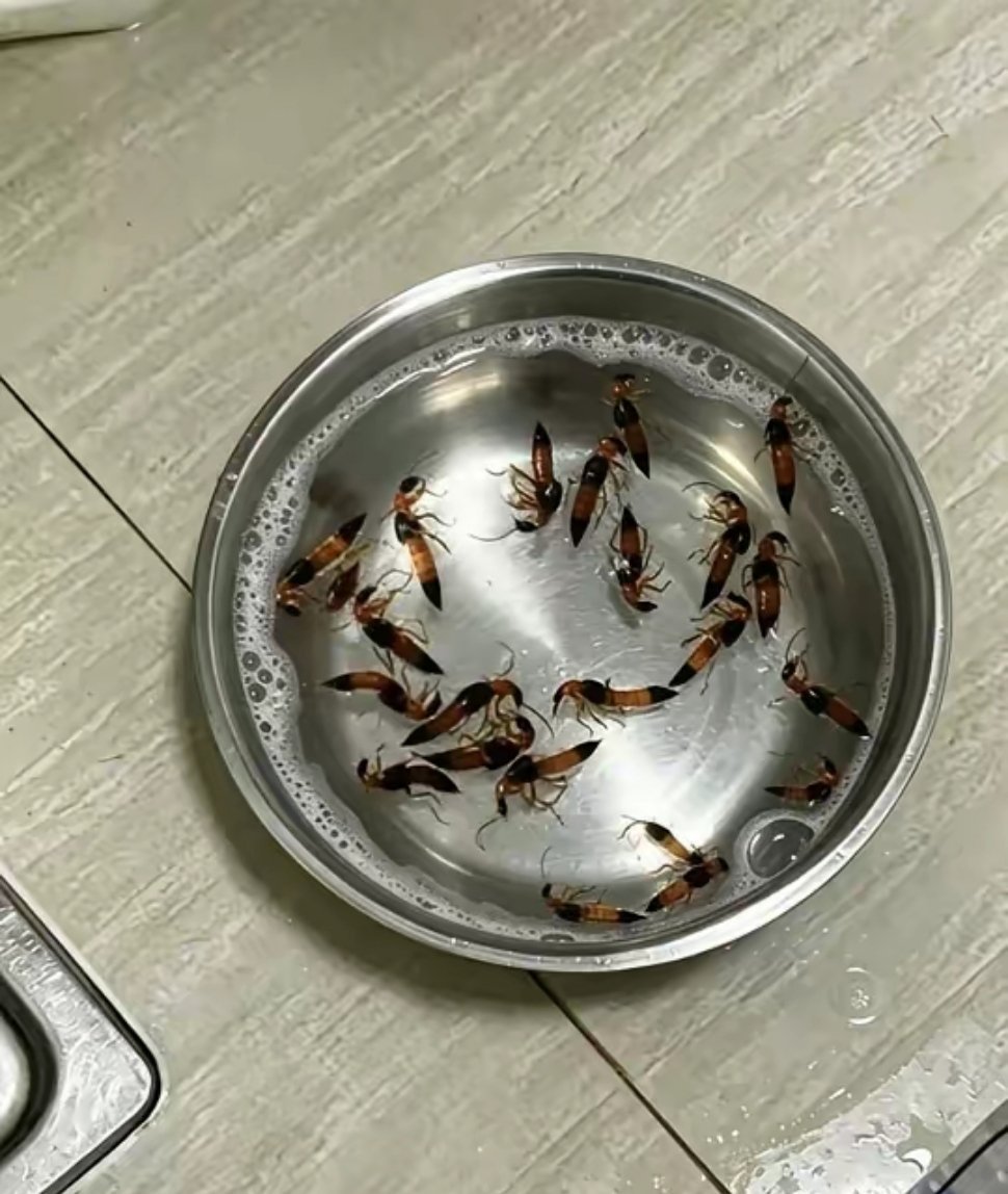 某书真是救我一命！隐翅虫已彻底除净我是在某书上刷到的这个实测有效的隐翅虫清除方案