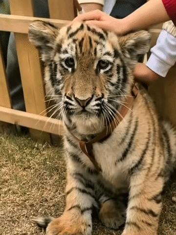 “这破班，谁爱上谁上。”小脑虎把脑袋埋进爪子里，像极了我周一早八的地铁脸。

游