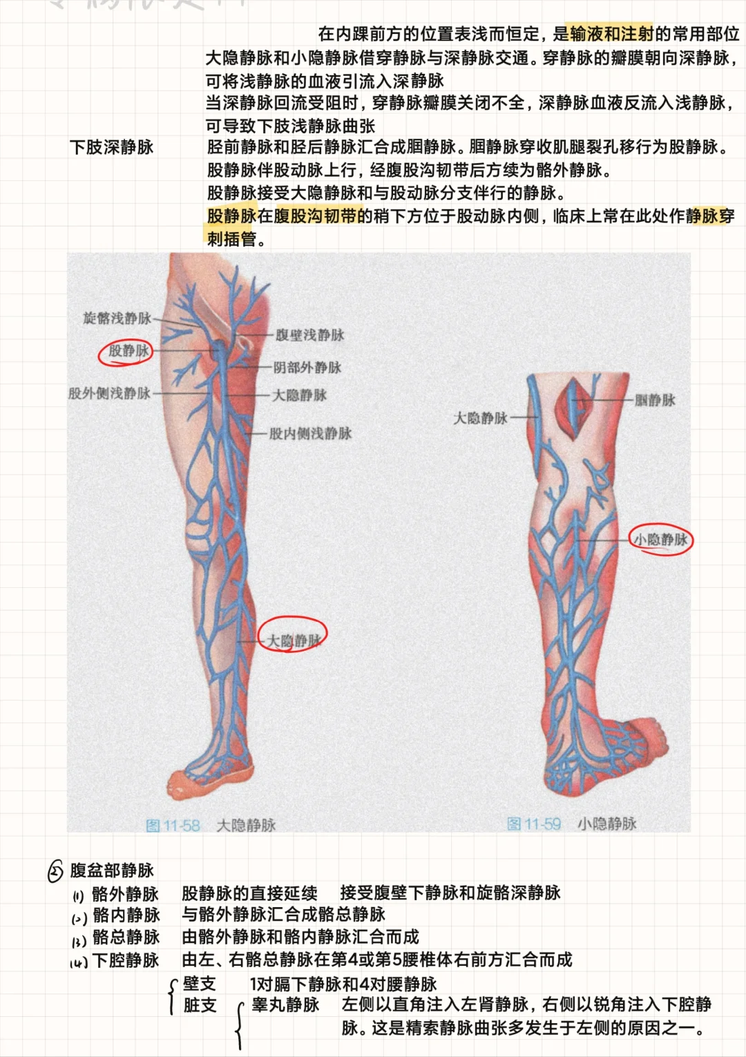 系统解剖学（9）-心血管系统②