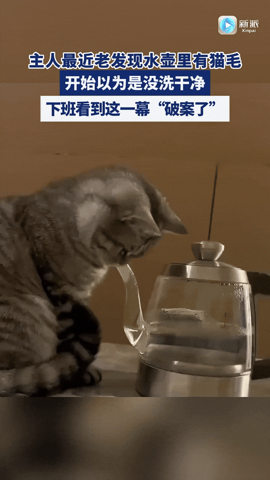 猫咪成精了！河南，主人最近老是发现水壶里有毛毛，一开始怀疑是水本身的问题，可是看
