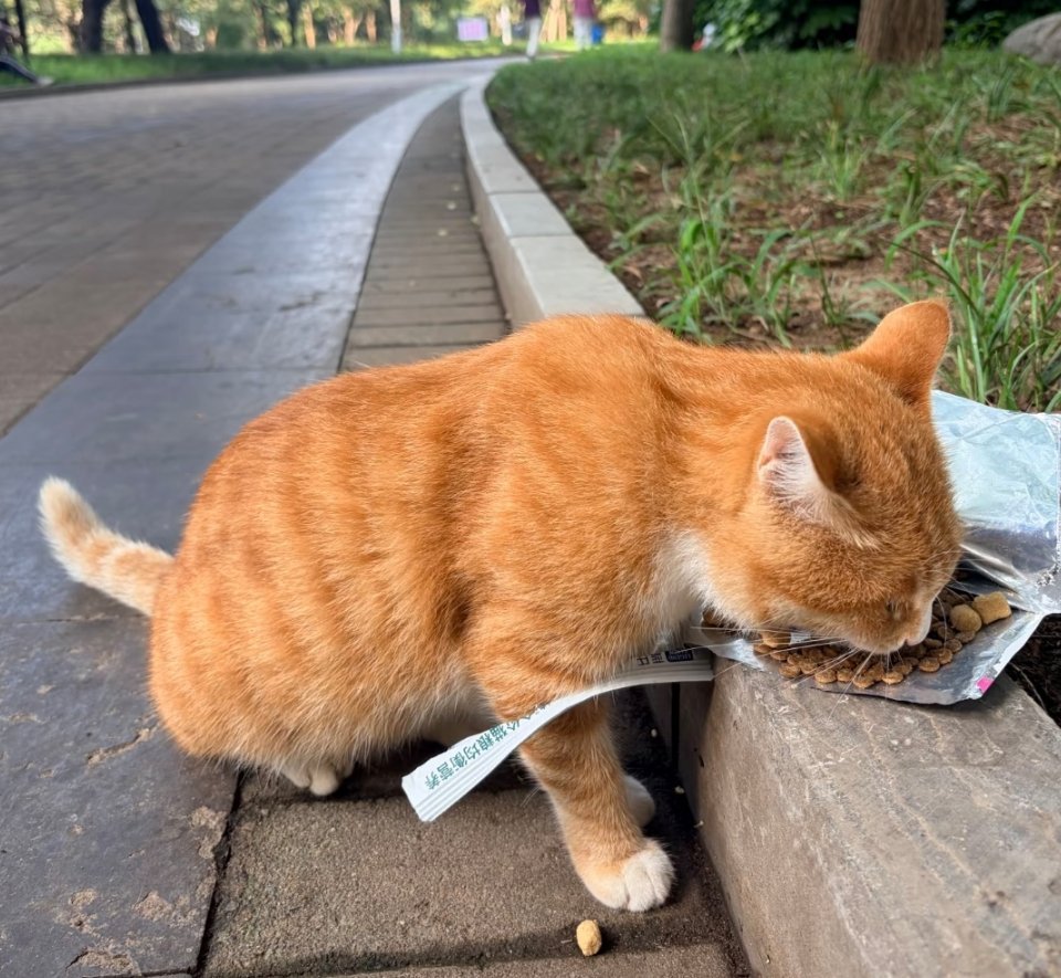 路遇小猫，小请一顿 ​​​