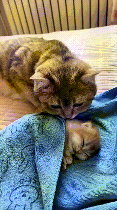 注意看！猫妈看着自己独苗睡得正香，忍不住凑过去稀罕稀罕，画面暖到心尖儿上！大猫小