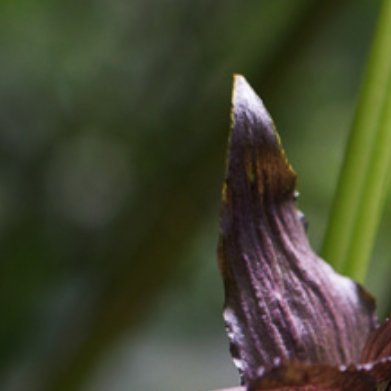 蝙蝠花（Tacca chantrieri）- 光照：明亮散射光，忌直射。- 温度