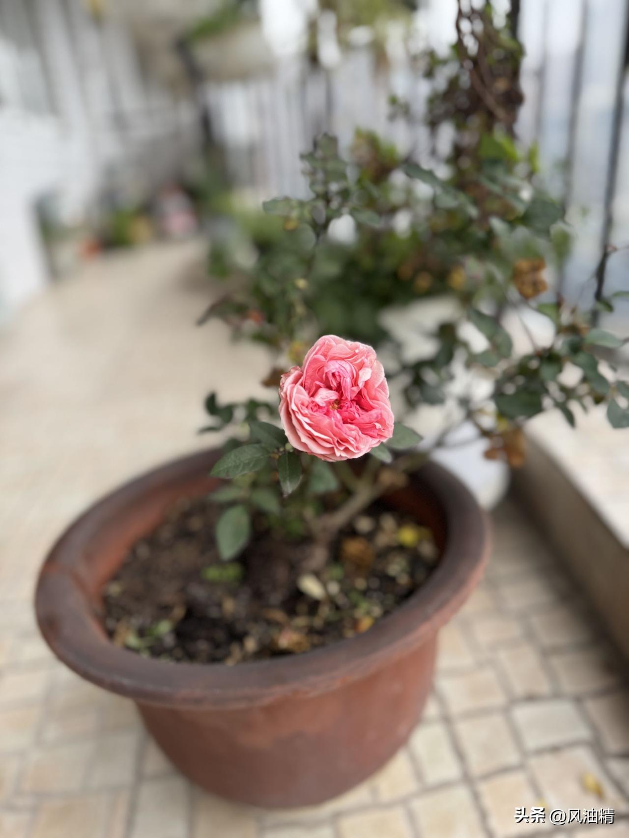 家里的月季开了，那模样就像层层叠叠的玫瑰，，叶片油绿鲜亮，看着就让人心情愉悦。月