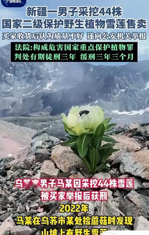 “白嫖成功了？”新疆乌鲁木齐，一男子采挖44株野生雪莲，带回家后晾晒成干，以每株