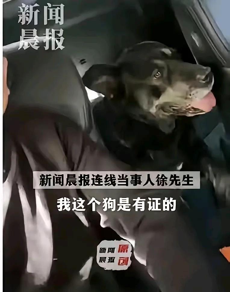 我国一共应该有多少只狗，包括流浪狗在内。这些狗每年要消耗掉多少粮食？要咬伤多少人