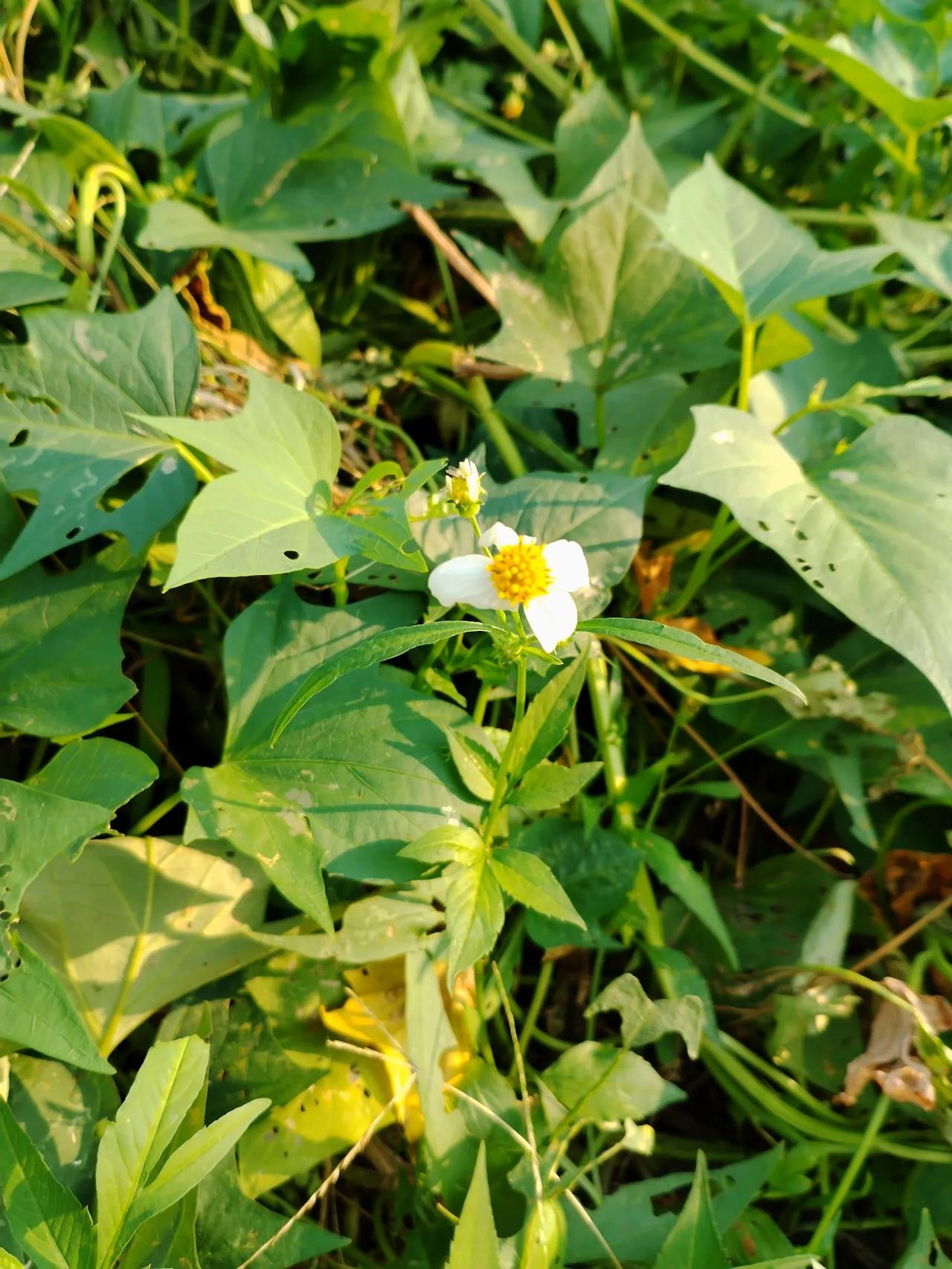 野菊.重阳
五瓣白云裁，秋黄蕊脸开。
谁言尘陌上，亦是向阳来。