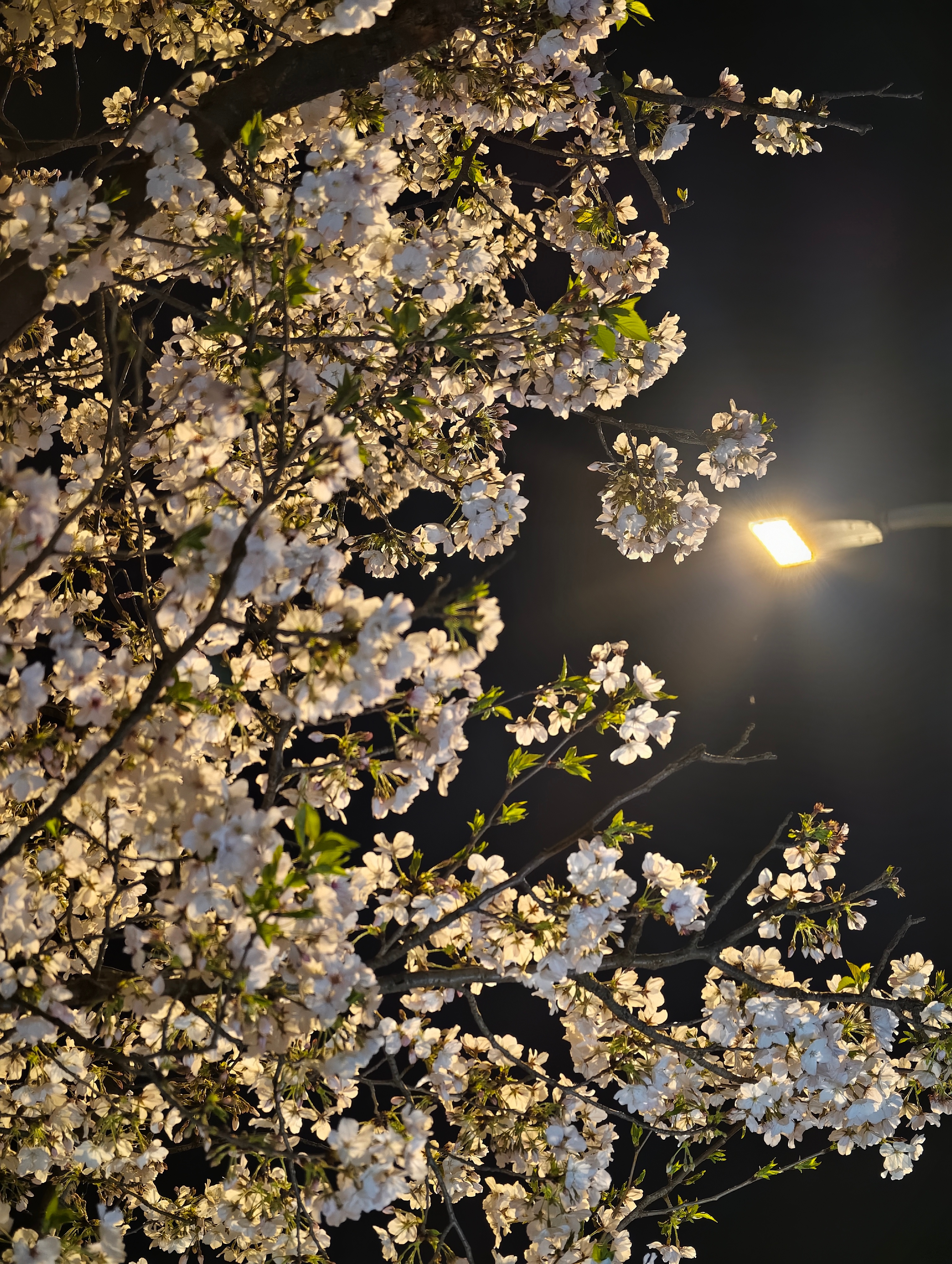 博园路的春天，静悄悄地开 上海·安亭