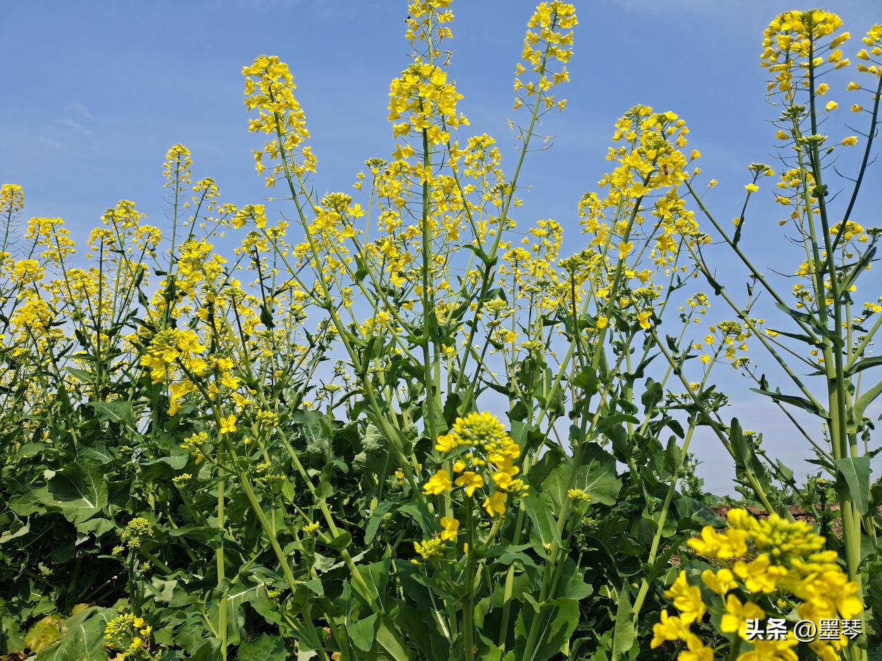 不知道大家有没有发现，我们经常会刷到一些警察叔叔发布的宣传视频，里面都为告诉我们