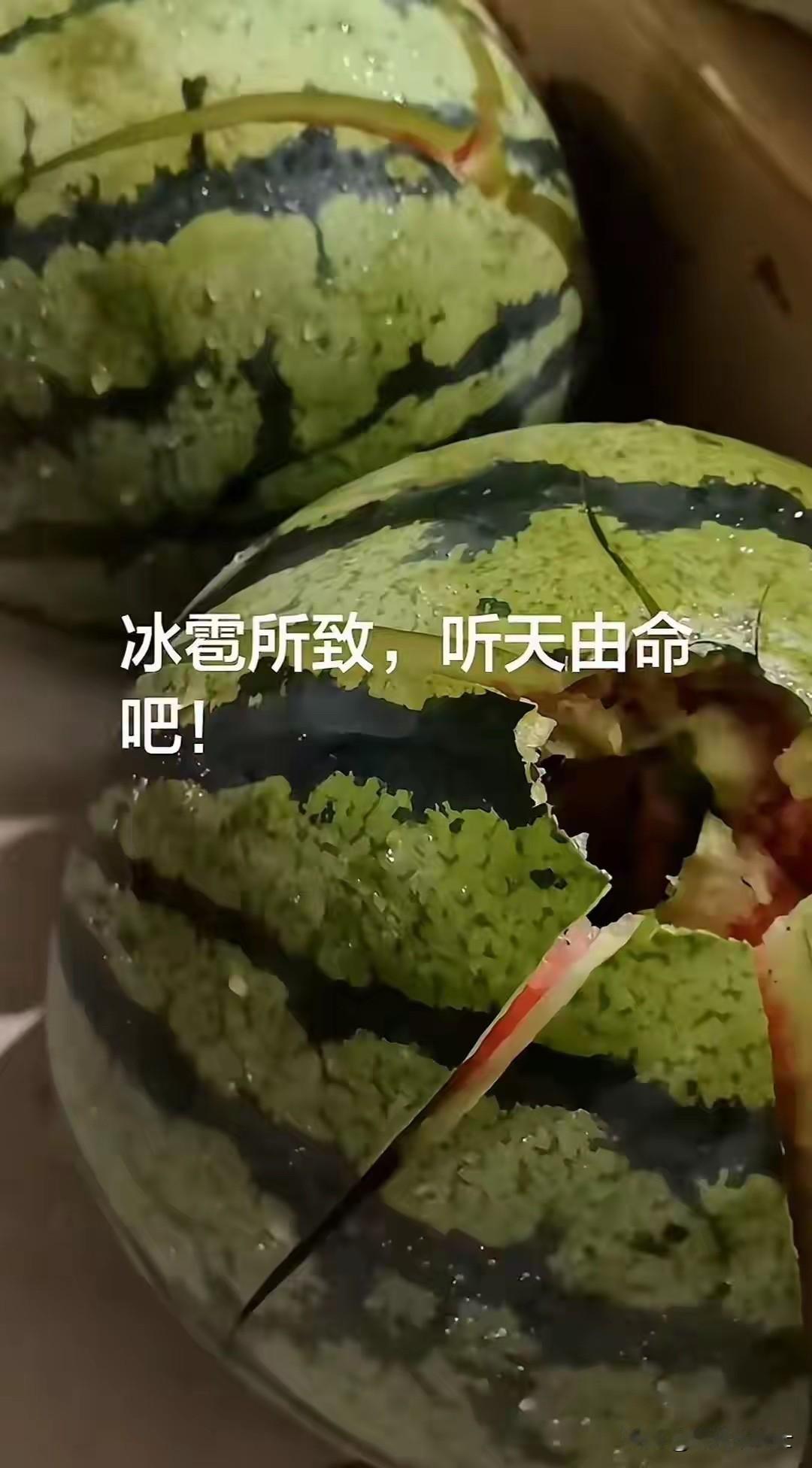 眼看丰收在望，一场天灾骤降，河北瓜农的心血瞬间化为乌有！狂风裹挟着暴雨倾泻而下，