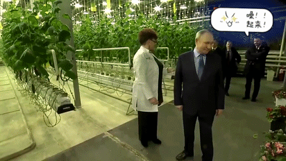 天然气便宜作大棚也是非常好的。普京首次到达楚科奇，参观了当地的温室大棚，在零下3