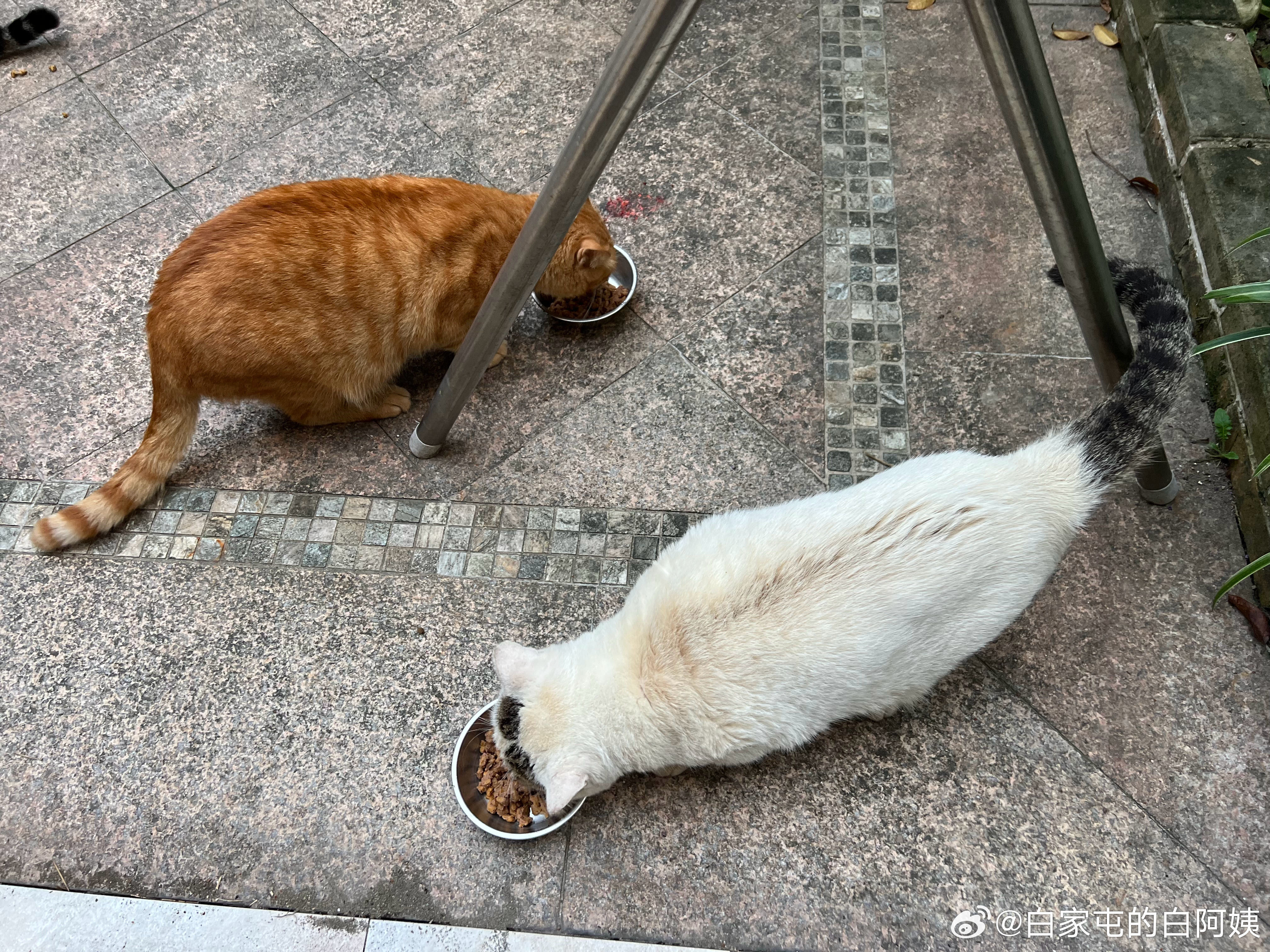 今天饭也是我放的，我可真能干呀，我这要是退休在家，老铁和猴子全都得失业，这不激化