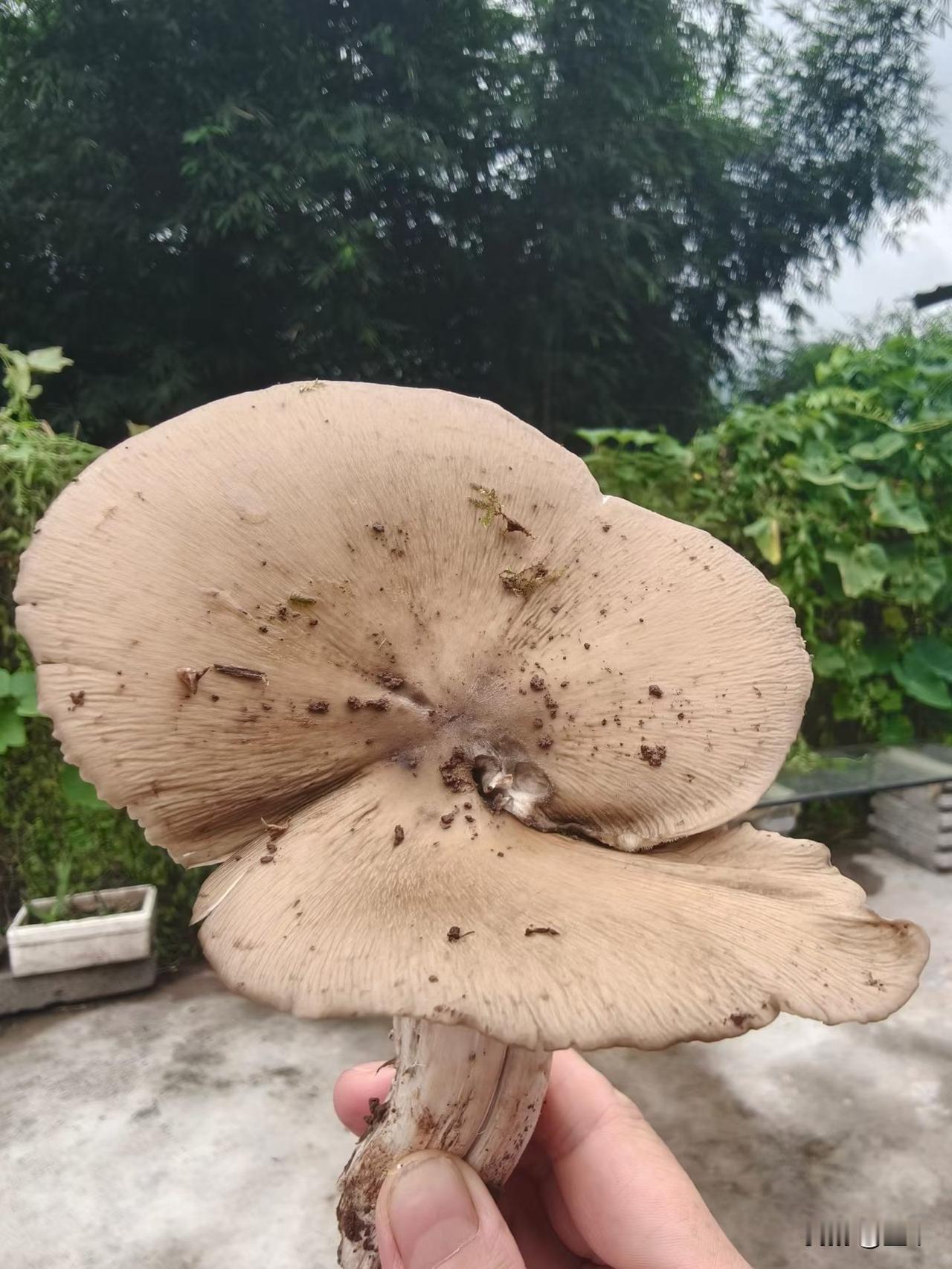 可以煮个鸡蛋汤。[呲牙]