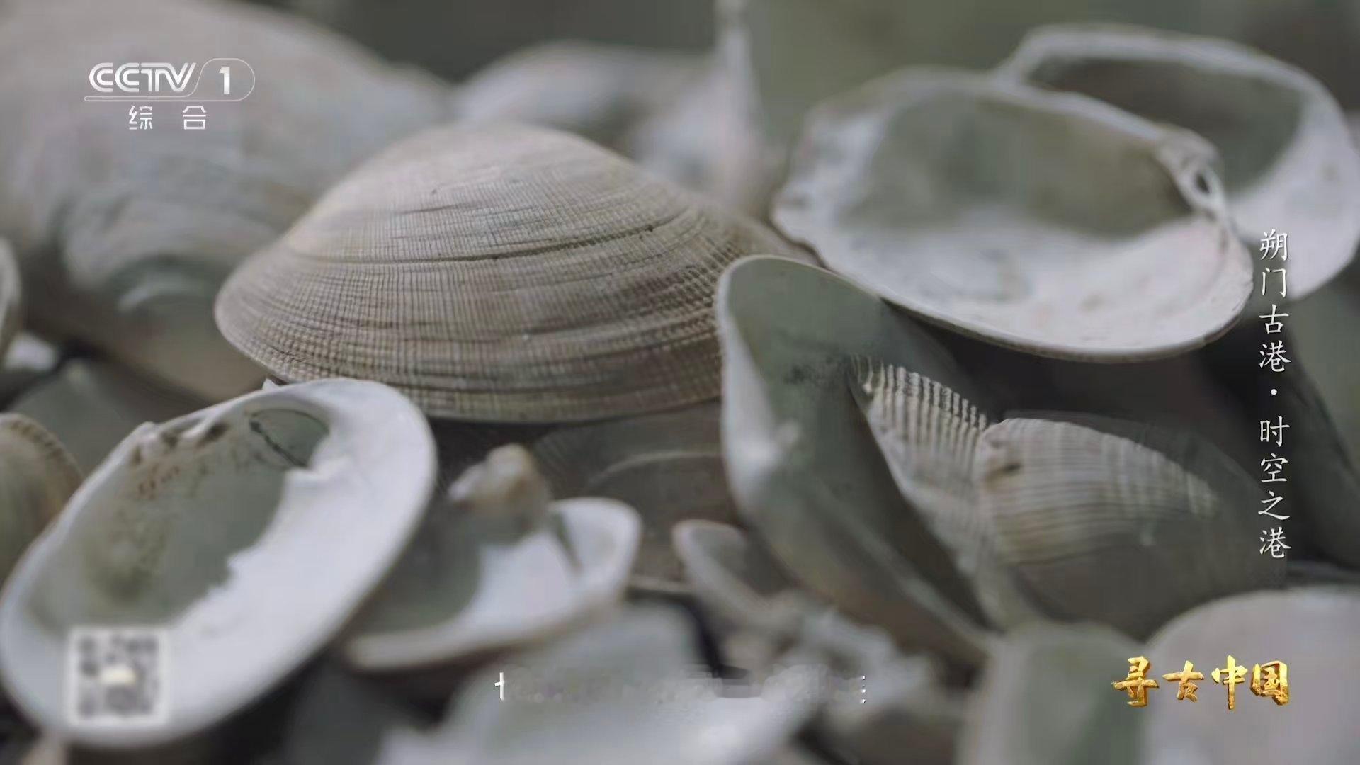 古人也吃雪蛤温州一千多年前就流行嗦螺了 嗦螺不是现代人的专利！温州古港遗址清理出