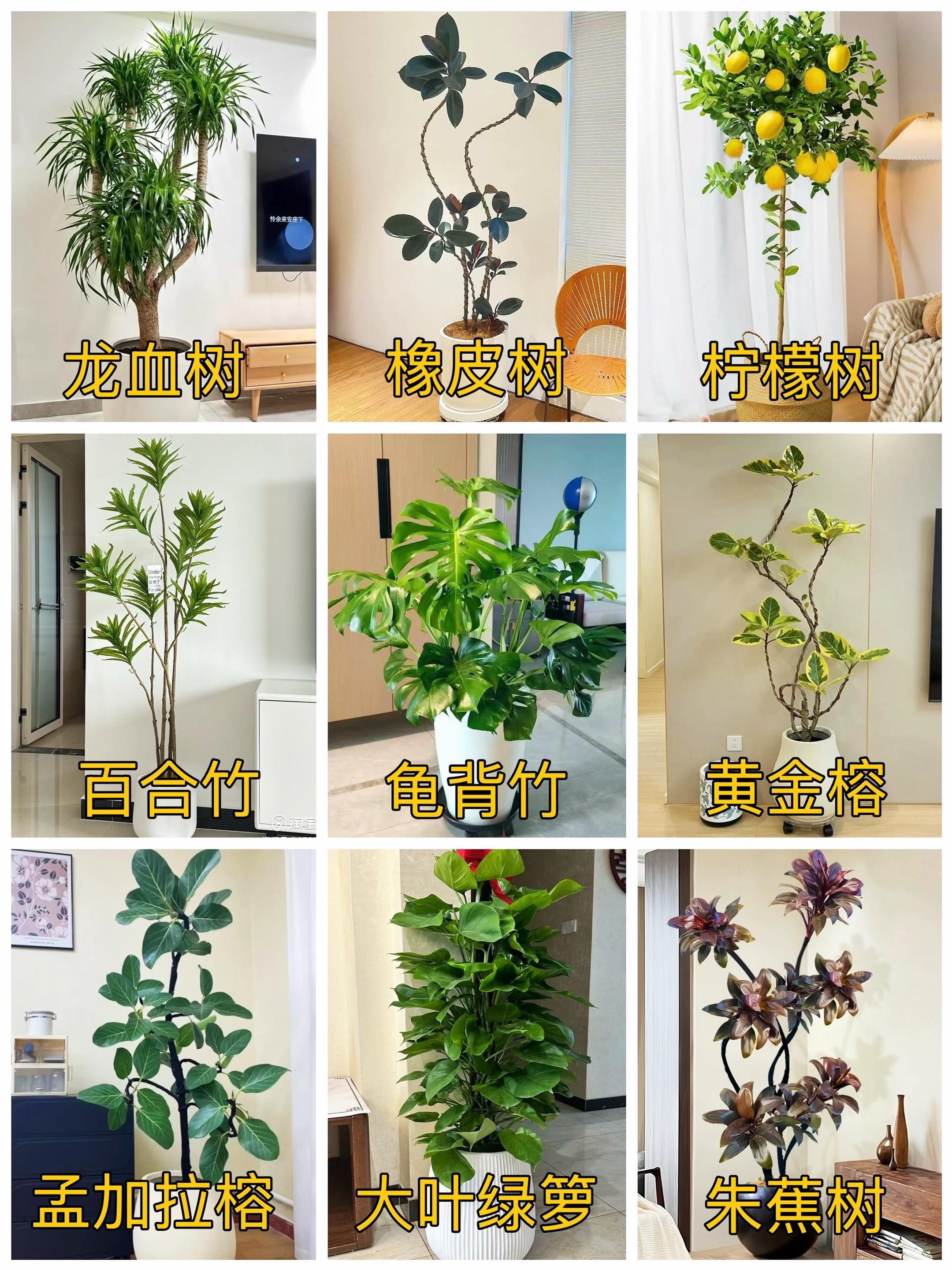 9种适合家里养的盆栽绿植，寓意好又易活！
