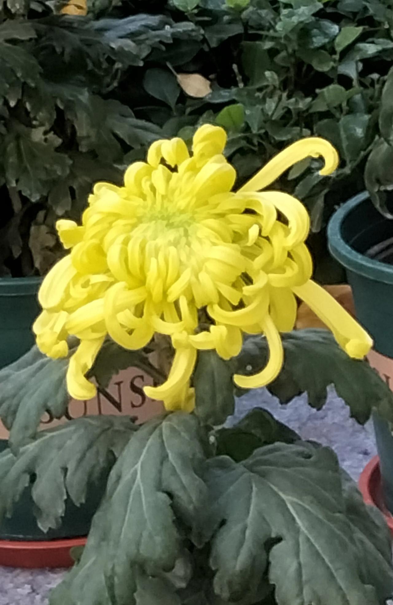 秋风起，满庭芳，又是一年菊花香。