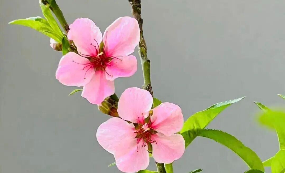 分享诗歌｜三毛：写给春天的诗

写给春天的诗(节选)
——三毛

当粉红的桃花开