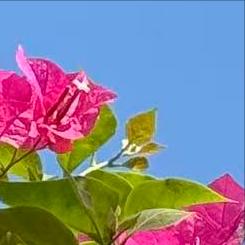 吕昭平院士履新北京科技大学
 
12月24日，北科大传来好消息，吕院士履新该校。