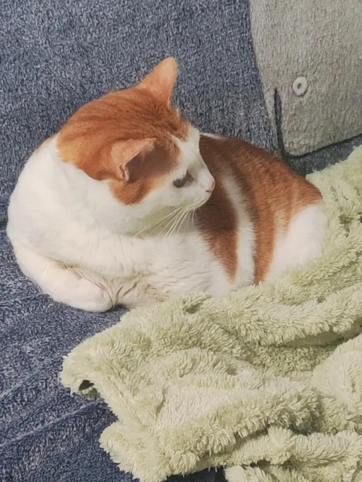 这只猫躺在沙发上，好惬意啊！而且他的这个位置看起来好软好软，好舒服啊。