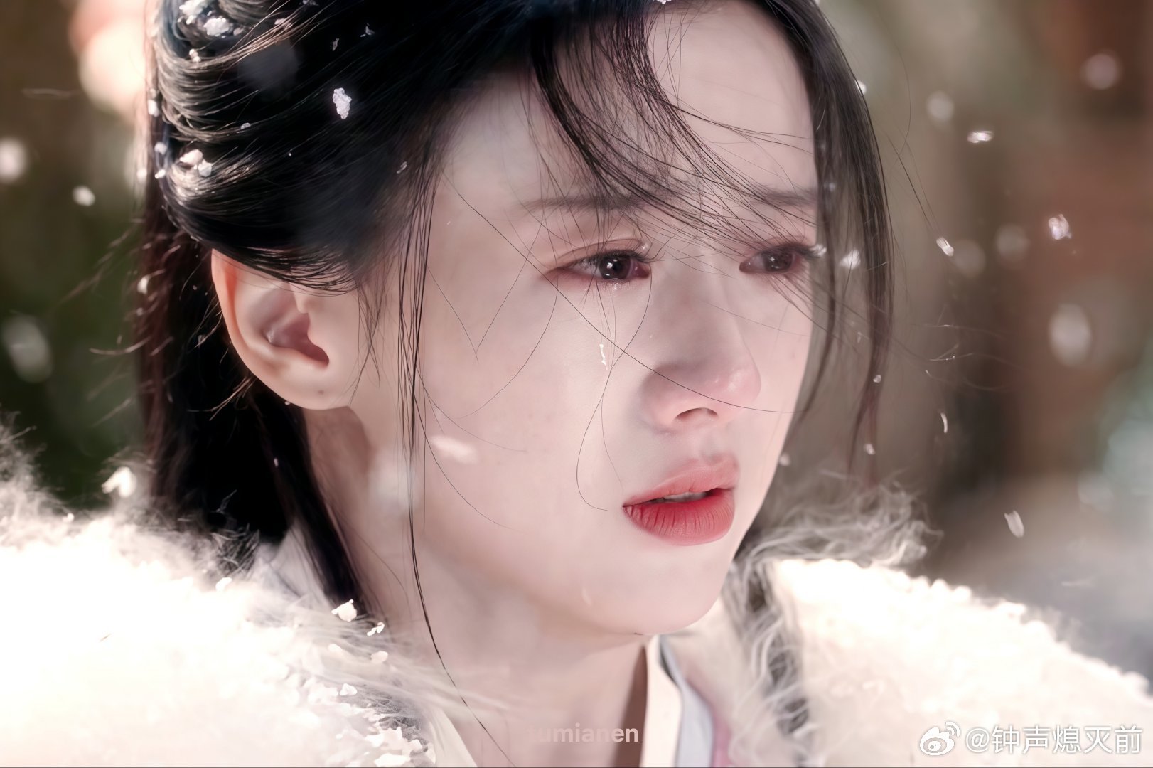 雪团子一样 萌萌小哭包