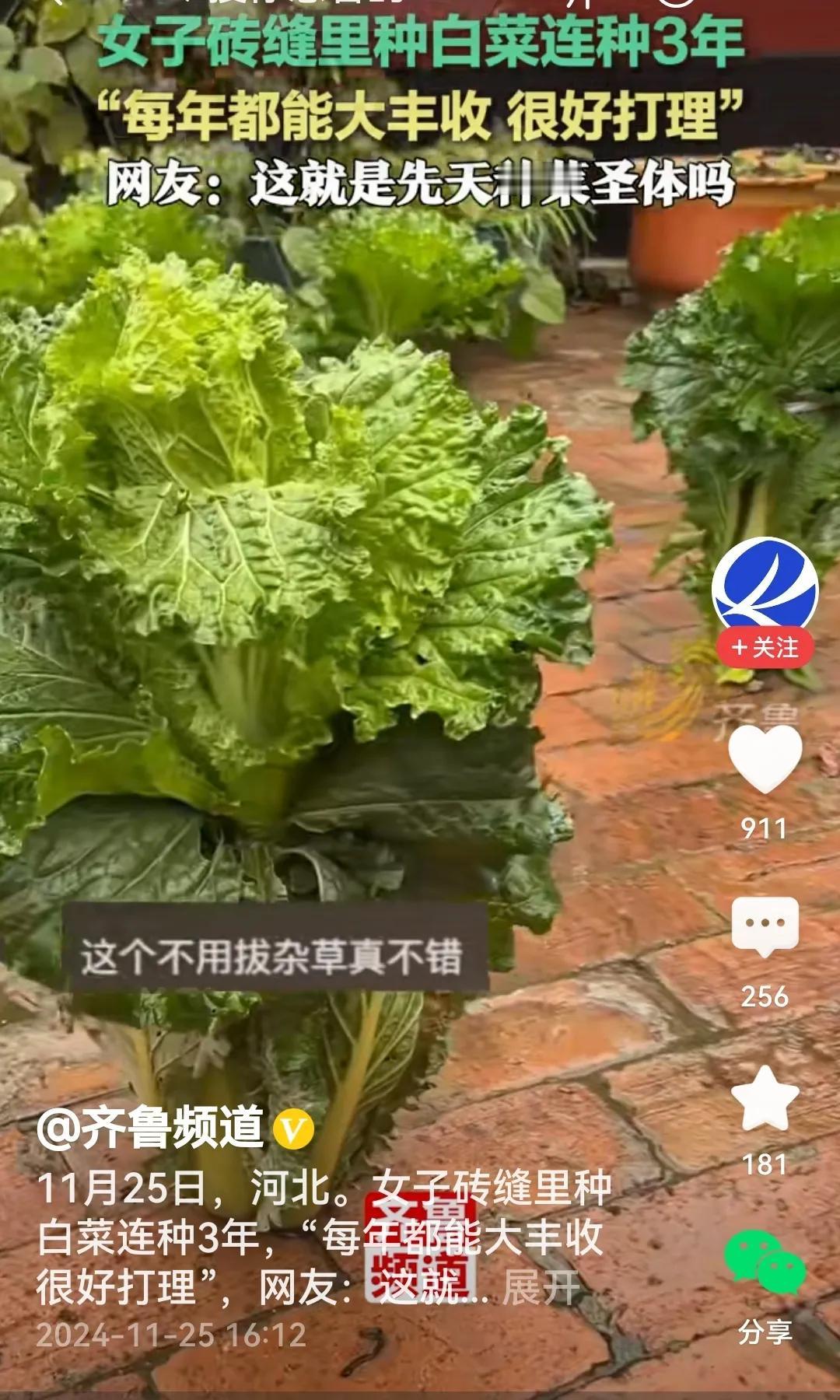 还真是，女子砖缝里种白菜，不但发了芽，还长得郁郁葱葱，该如何评价女子的巧思呢？