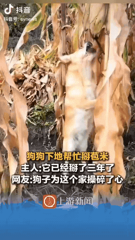 “不可思议！”10月8日报道，黑龙江一女子和家人下地掰玉米，家养的狗狗也跟着来到